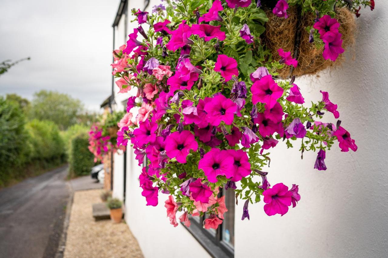 Woodview - Cosy 1840S Cottage In Chew Valley And Mendip Aonb Compton Martin Ngoại thất bức ảnh